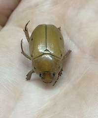 Pelidnota punctata