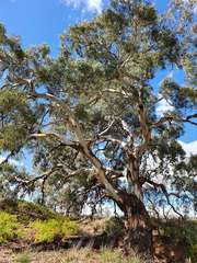 Eucalyptus camaldulensis
