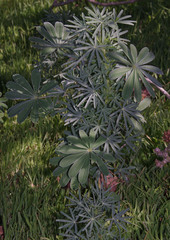 Lupinus angustifolius