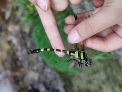 Gomphidae
