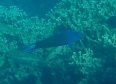 Thalassoma lunare