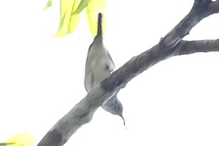 Vireonidae