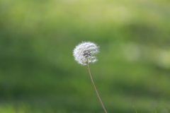 Taraxacum erythrospermum