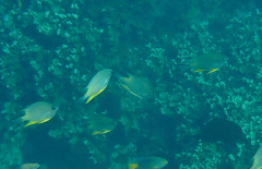 Amblyglyphidodon orbicularis