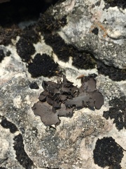 Dermatocarpon dolomiticum