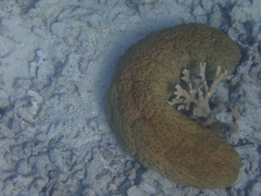 Stichopus herrmanni