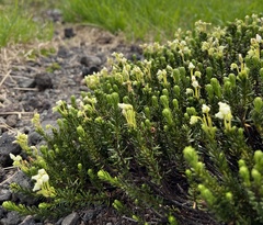 Phyllodoce glanduliflora