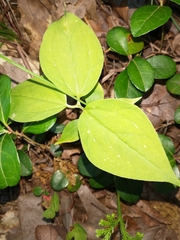 Trillium undulatum