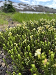 Phyllodoce glanduliflora