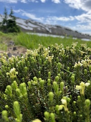 Phyllodoce glanduliflora