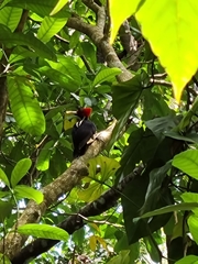 Campephilus guatemalensis