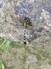 Gomphidae