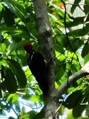 Campephilus guatemalensis