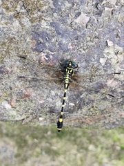 Gomphidae