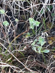 Pimelea humilis