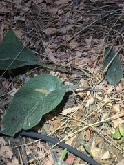 Pentaglottis sempervirens