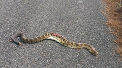 Crotalus culminatus