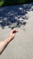 Digitaria ciliaris