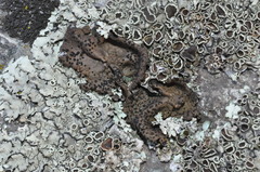 Umbilicaria