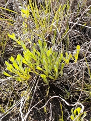 Chrysocephalum apiculatum