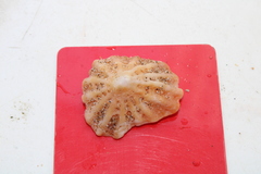 Crucibulum scutellatum
