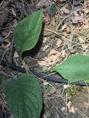 Pentaglottis sempervirens