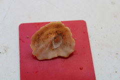 Crucibulum scutellatum