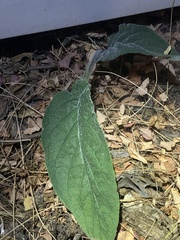 Pentaglottis sempervirens