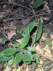 Pentaglottis sempervirens