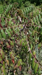 Rhus glabra
