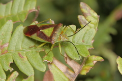 Acanthosoma haemorrhoidale