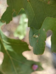 Atrusca clavuloides