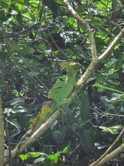 Basiliscus plumifrons