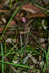 Caladenia rosella