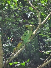 Basiliscus plumifrons