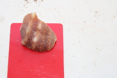 Stramonita biserialis