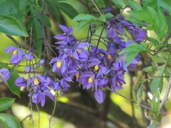 Solanum seaforthianum