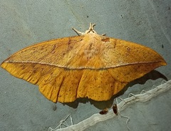 Lonomia rufescens