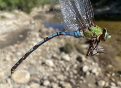 Anax walsinghami
