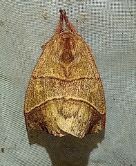 Saturniidae