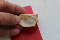 Stramonita biserialis