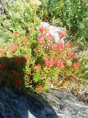 Rhodiola rosea