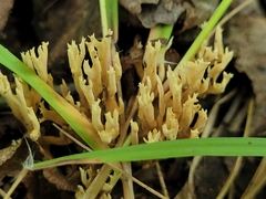 Ramaria stricta