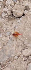 Trithemis kirbyi