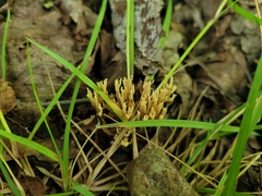 Ramaria stricta