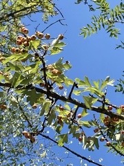 Crataegus monogyna