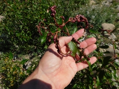 Thecabius populimonilis