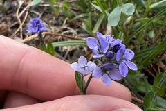 Veronica wormskjoldii
