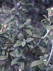 Tarchonanthus minor