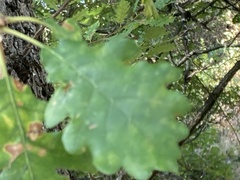 Quercus pubescens